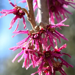 Amethyst Witch Hazel 7g