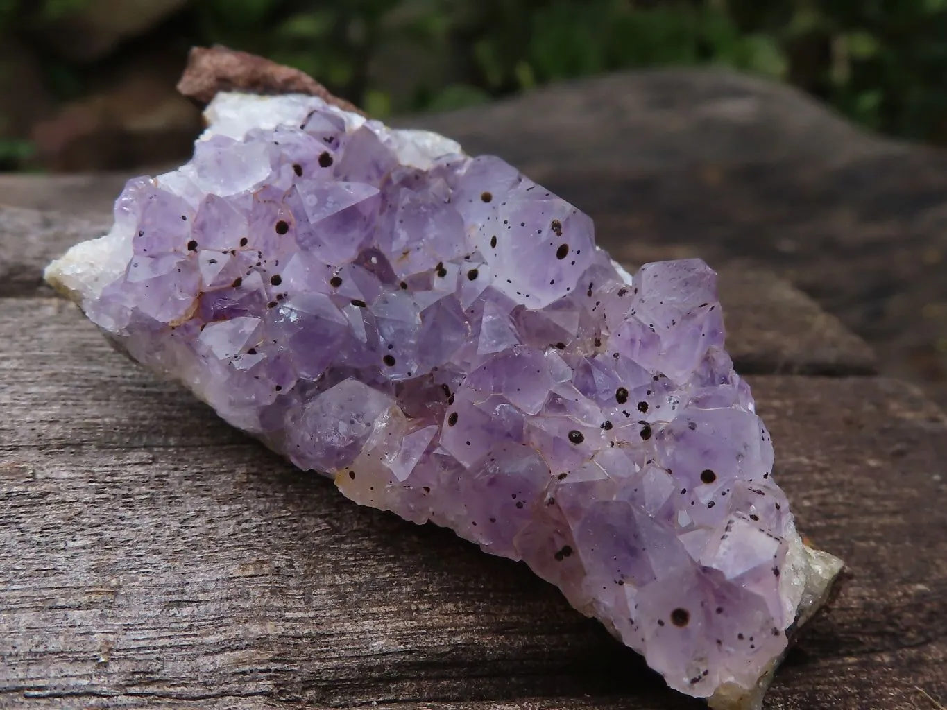 Natural Small Dark Amethyst Crystal Plate Specimens x 24 From Zululand, South Africa