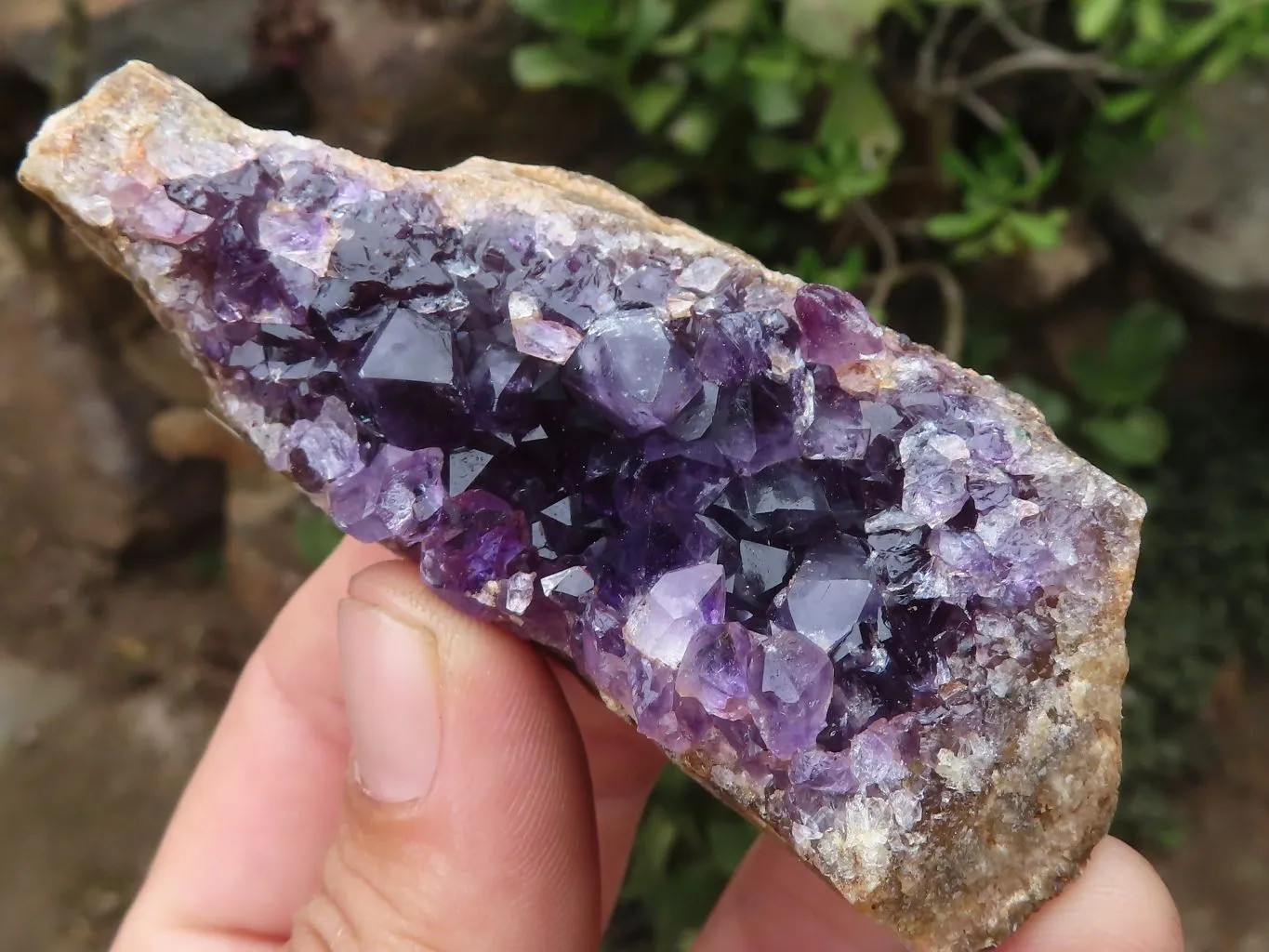 Natural Small Dark Amethyst Crystal Plate Specimens x 24 From Zululand, South Africa