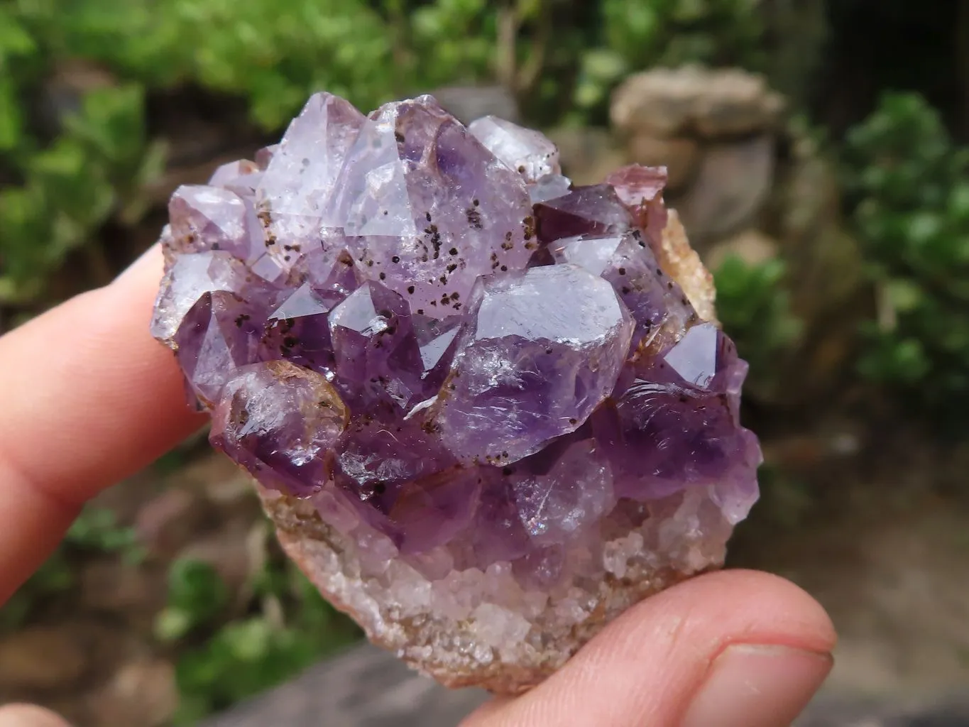 Natural Small Dark Amethyst Crystal Plate Specimens x 24 From Zululand, South Africa